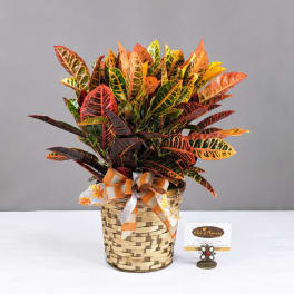 Colorful croton plant in a woven basket with a ribbon bow