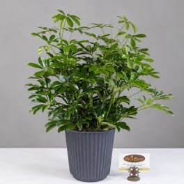 Potted green houseplant in a ribbed gray planter