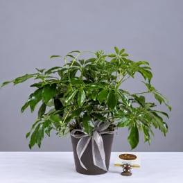 Potted green houseplant with glossy leaves and a ribbon bow