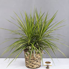 Potted variegated dracaena in a woven basket planter