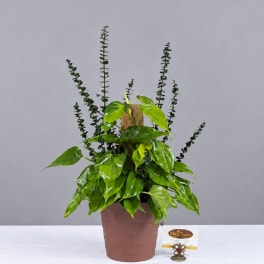 Potted green houseplant with glossy leaves and tall stems