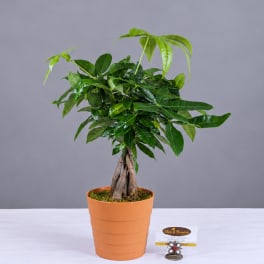 Potted money tree plant in an orange container