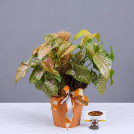 Potted syngonium plant with variegated pink and green leaves in an orange pot