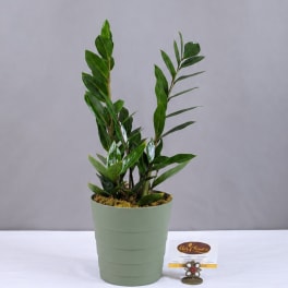 Potted green plant in a light green container with a small card beside it
