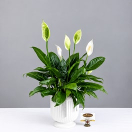White peace lilies in a white ceramic pot