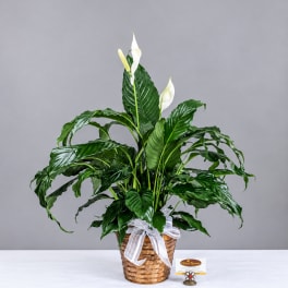 Potted peace lily in a woven basket with a white ribbon