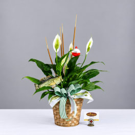 Potted peace lilies in a woven basket with a striped ribbon and fish decoration