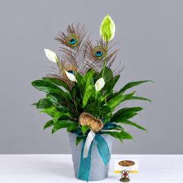 Potted arrangement with white peace lilies, peacock feathers, and a teal ribbon