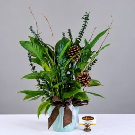 Tall green plant arrangement in a light blue pot with pinecones and ribbon