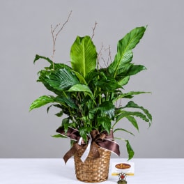 Potted green plant in a woven basket with ribbon bow