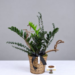 Potted green plant arrangement in a woven basket with a black ribbon