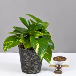 Potted green houseplant with variegated leaves in a patterned black container