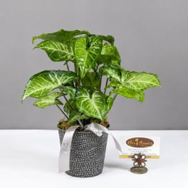 Potted green houseplant in a patterned container with a ribbon