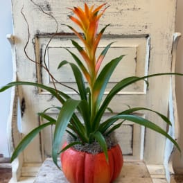 Orange bromeliad plant in a pumpkin-shaped container