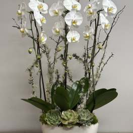 Classic Orchid Beauty