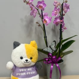 Potted purple orchids with a plush cat holding a purple shirt