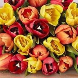 A close-up bouquet of red, yellow, and orange tulips