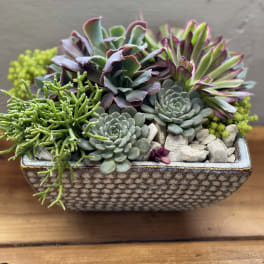 Succulent arrangement in a patterned rectangular ceramic planter
