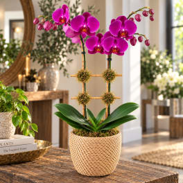 Potted purple orchid arrangement in a woven basket planter