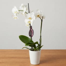 White orchid plant in a white pot on a wooden table