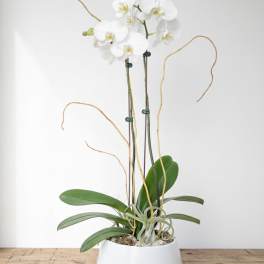 Orchid Fantasy