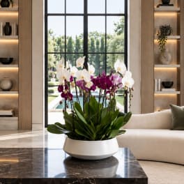 Potted orchids in white, pink, and purple blooms in a white bowl planter