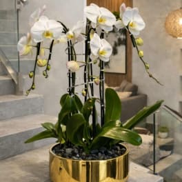 White orchids in a gold planter with dark stones