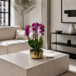 Purple orchid plant in a gold pot on a coffee table