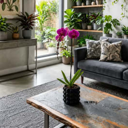 Potted purple orchids on a coffee table in a plant-filled living room