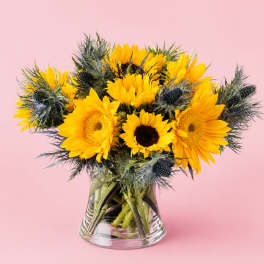 Sunflower bouquet in a clear glass vase on a pink background