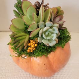 Succulent arrangement in a pumpkin-shaped container with moss and pinecone accents