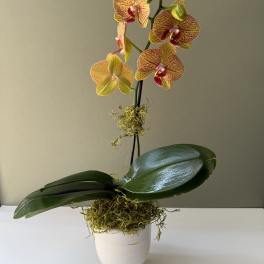 Mom’s orchid