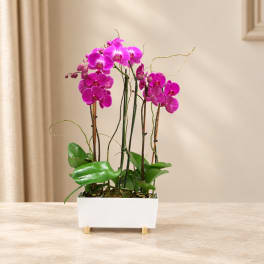 Pink orchids in a white rectangular planter on a table