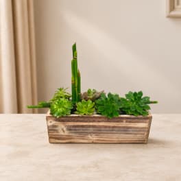 Succulent arrangement in a rectangular wooden planter with tall bamboo stalks