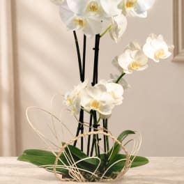 White orchid arrangement in a woven basket with decorative loops
