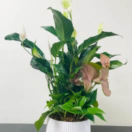 Potted peace lily arrangement with white blooms and pink syngonium leaves
