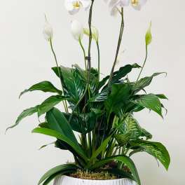 White orchid and green houseplant arrangement in a white ceramic pot