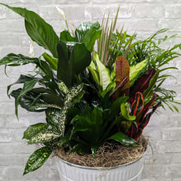 Dish Garden AF502