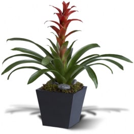 Potted plant with a red bromeliad bloom in a black square container