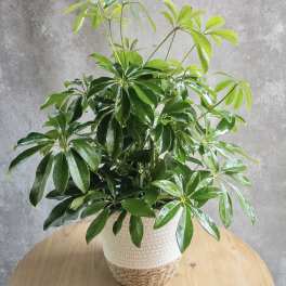 Potted green houseplant in a woven basket planter on a wooden table
