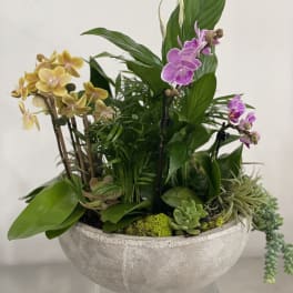 Mixed orchid and succulent arrangement in a gray bowl planter