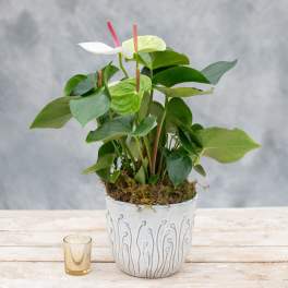 Potted anthurium plant with white and pink blooms in a white ceramic pot