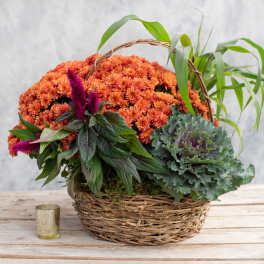 Basket of orange chrysanthemums with purple accent flowers and leafy plants