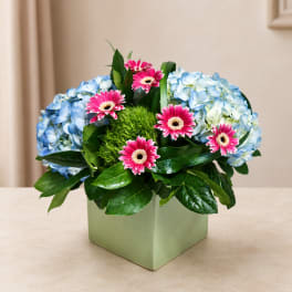 Blue hydrangeas and pink gerbera daisies in a square vase