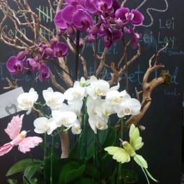 Purple and white orchids arranged with branches in a black display