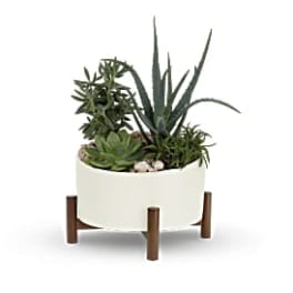 Succulent arrangement in a white planter on a wooden stand