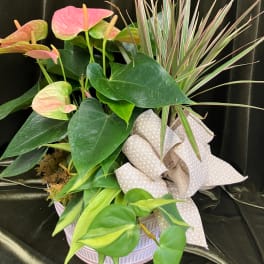 Pink anthuriums and a leafy plant in a striped basket with a bow