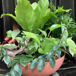 Mixed green houseplants arranged in a pink bowl planter