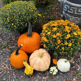 Pumpkins arranged beside two pots of yellow chrysanthemums outdoors