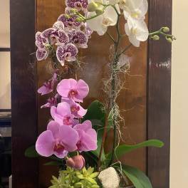 Tall orchid arrangement in a white square planter with pink, purple-speckled, and white blooms